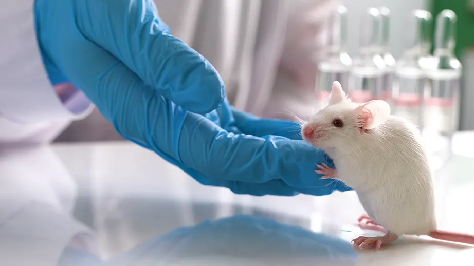 Mouse holding on to finger of gloved hand in lab setting